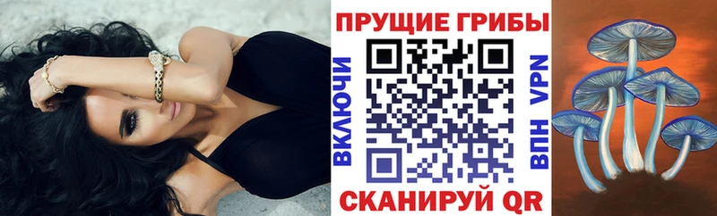 сколько стоит  Солигалич  Галлюциногенные грибы Psilocybine cubensis 